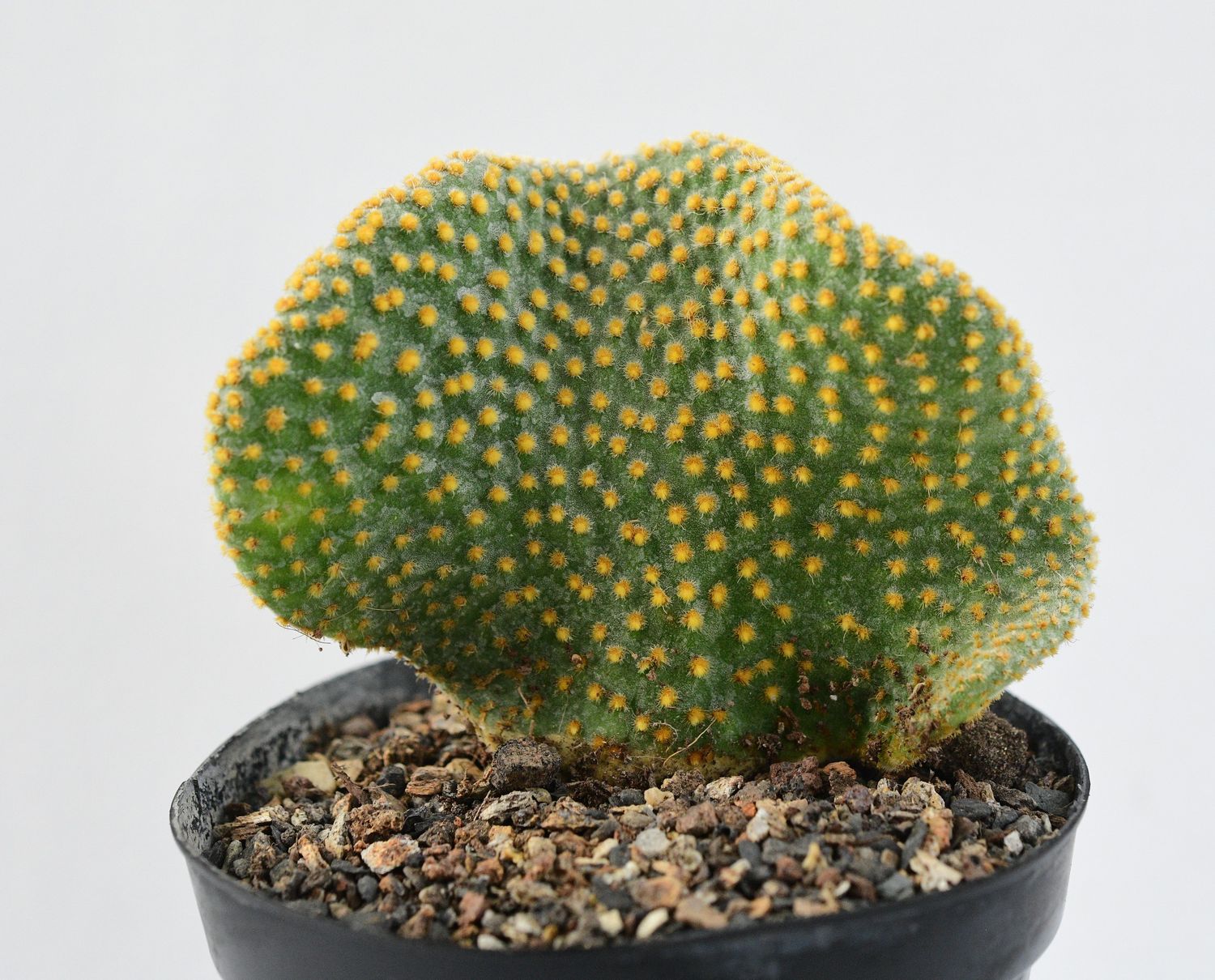 Opuntia microdasys Crest front view