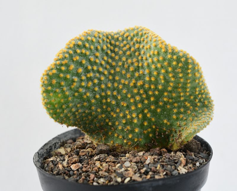 Opuntia microdasys Crest front view