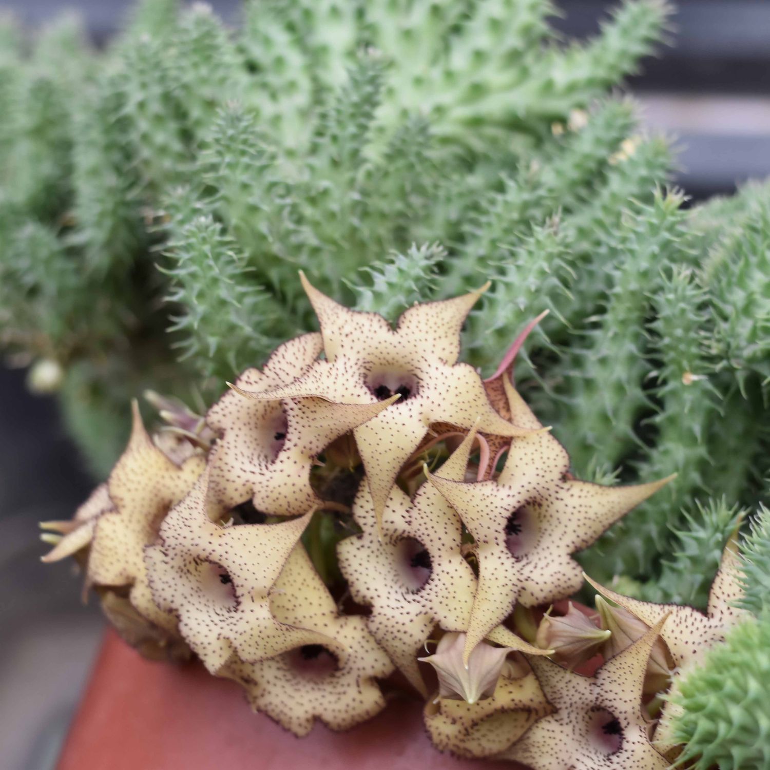 Huernia pillansii