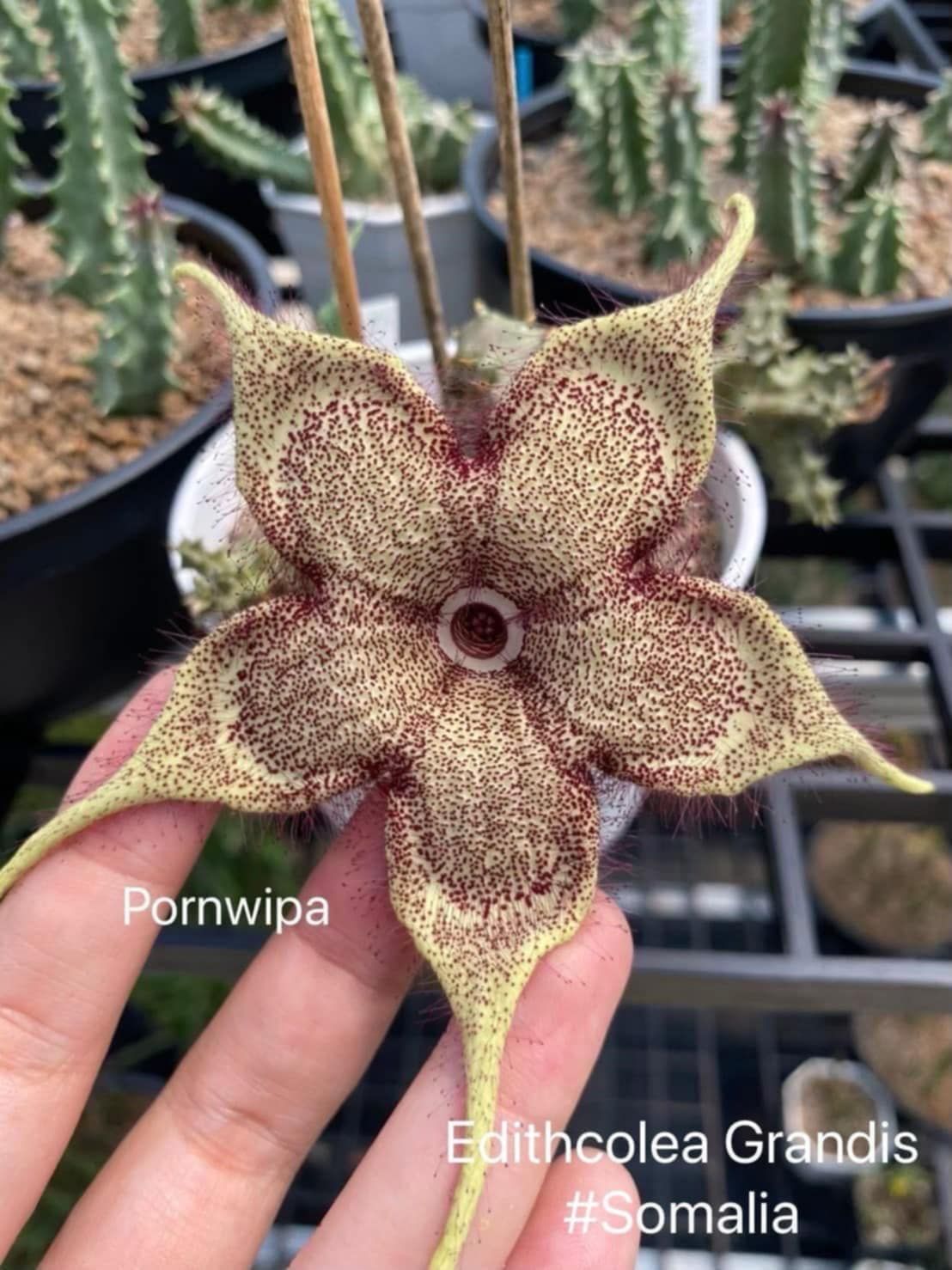 Edithcolea grandis (Somali form)