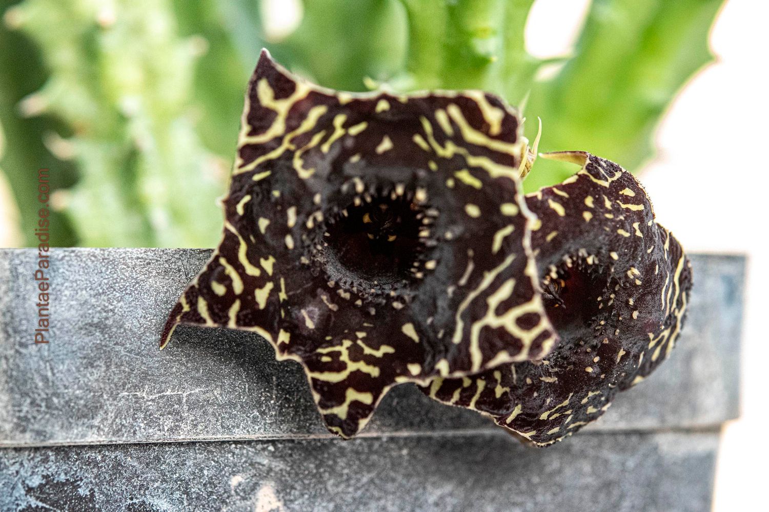Huernia Saudi Arabica hybrid Ghost