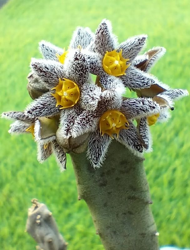 Caralluma burchardii
