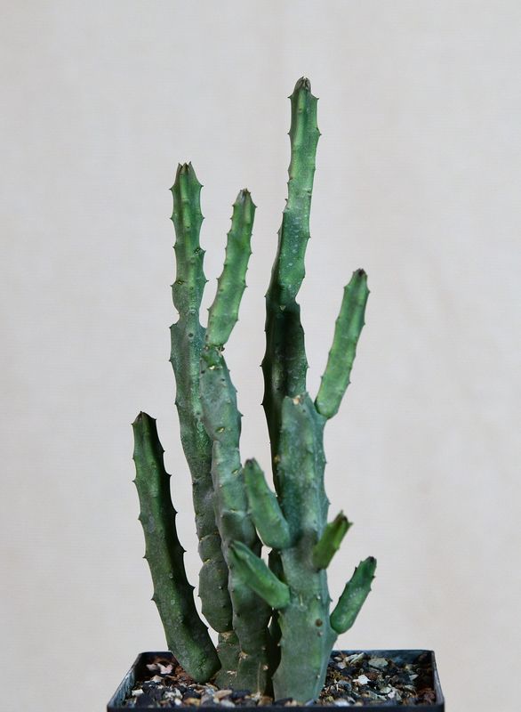 Caralluma burchardii