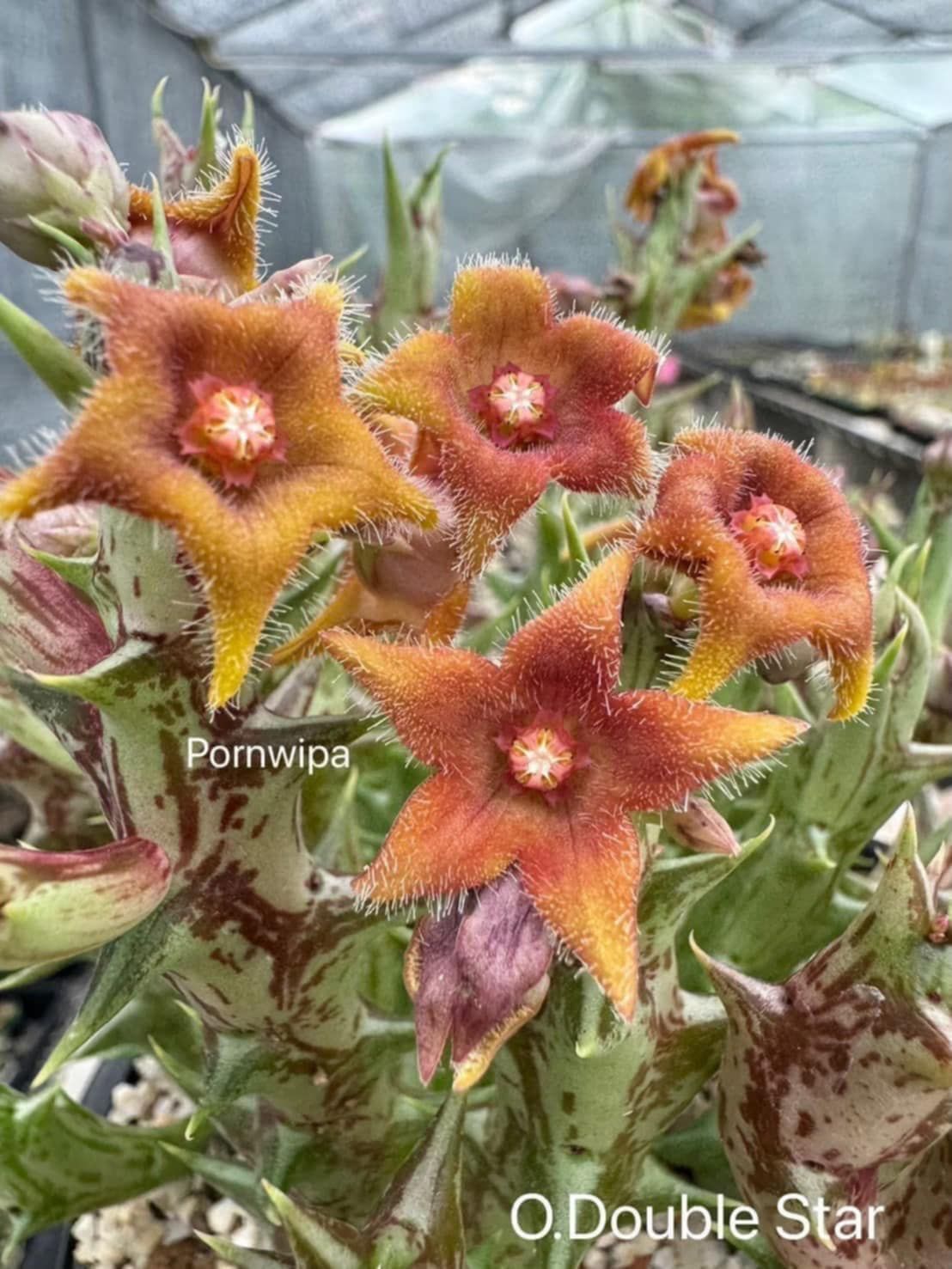 Orbea ‘Double Star’ Hybrid Orbea 'Double Star' Hybrid in bloom with red and orange star-shaped flowers