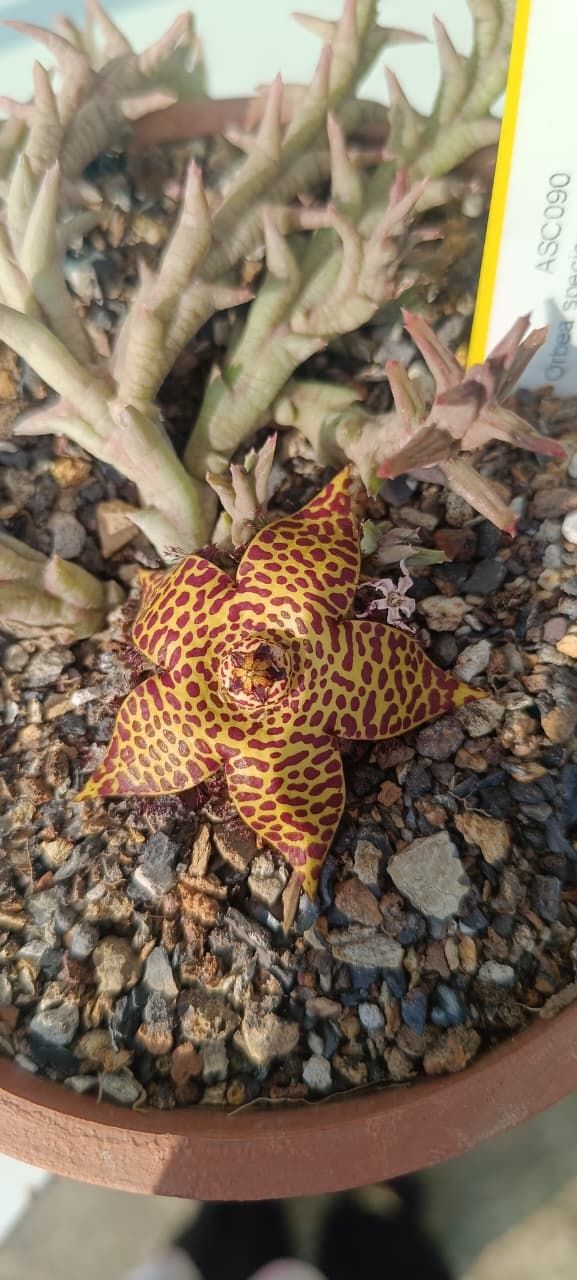 Orbea speciosa 'Golden Clone'