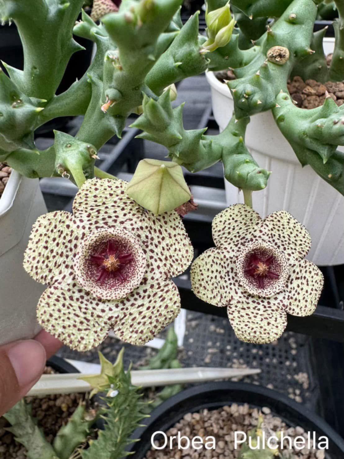 Orbea pulchella