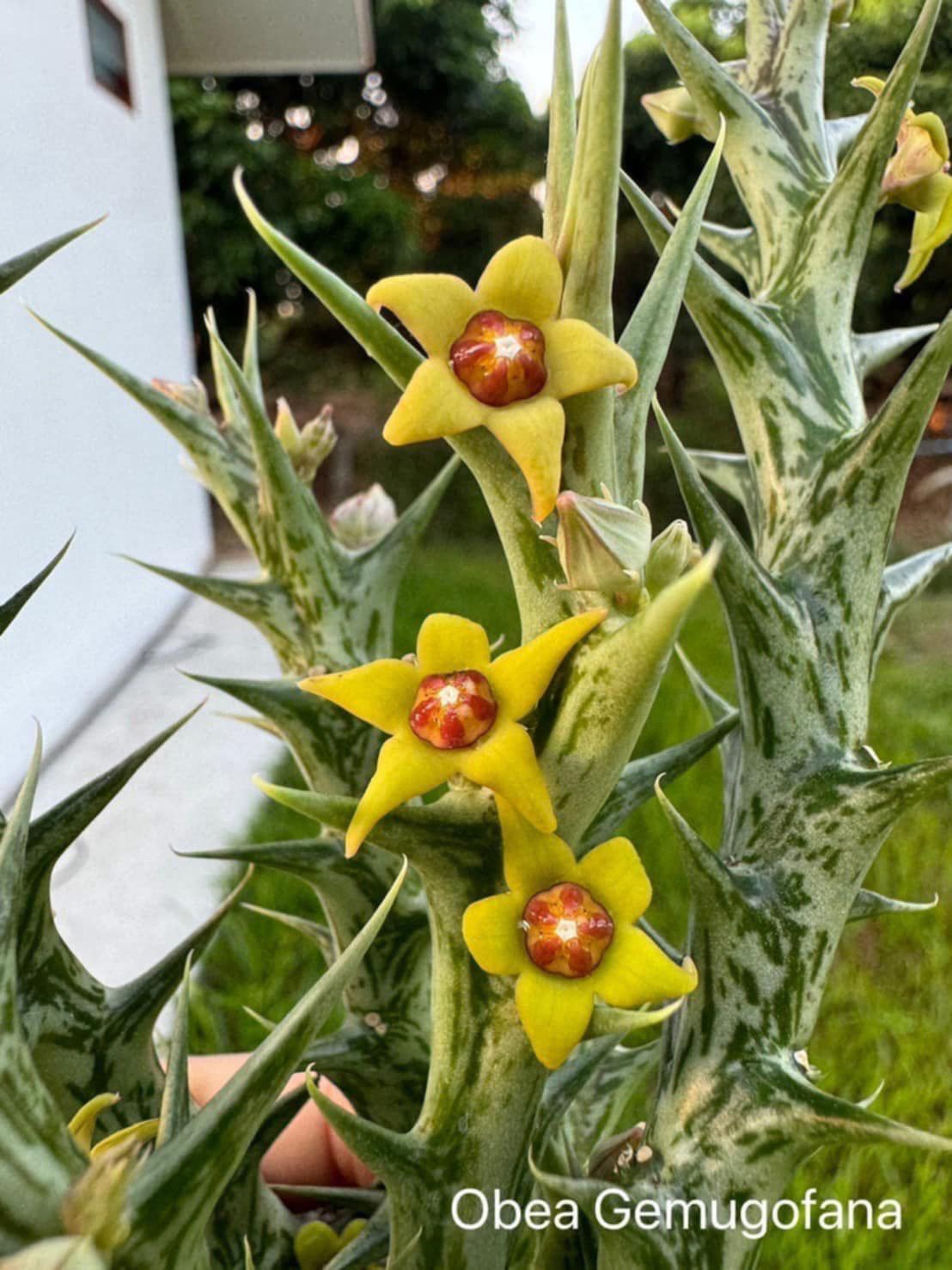 Orbea gemugofana