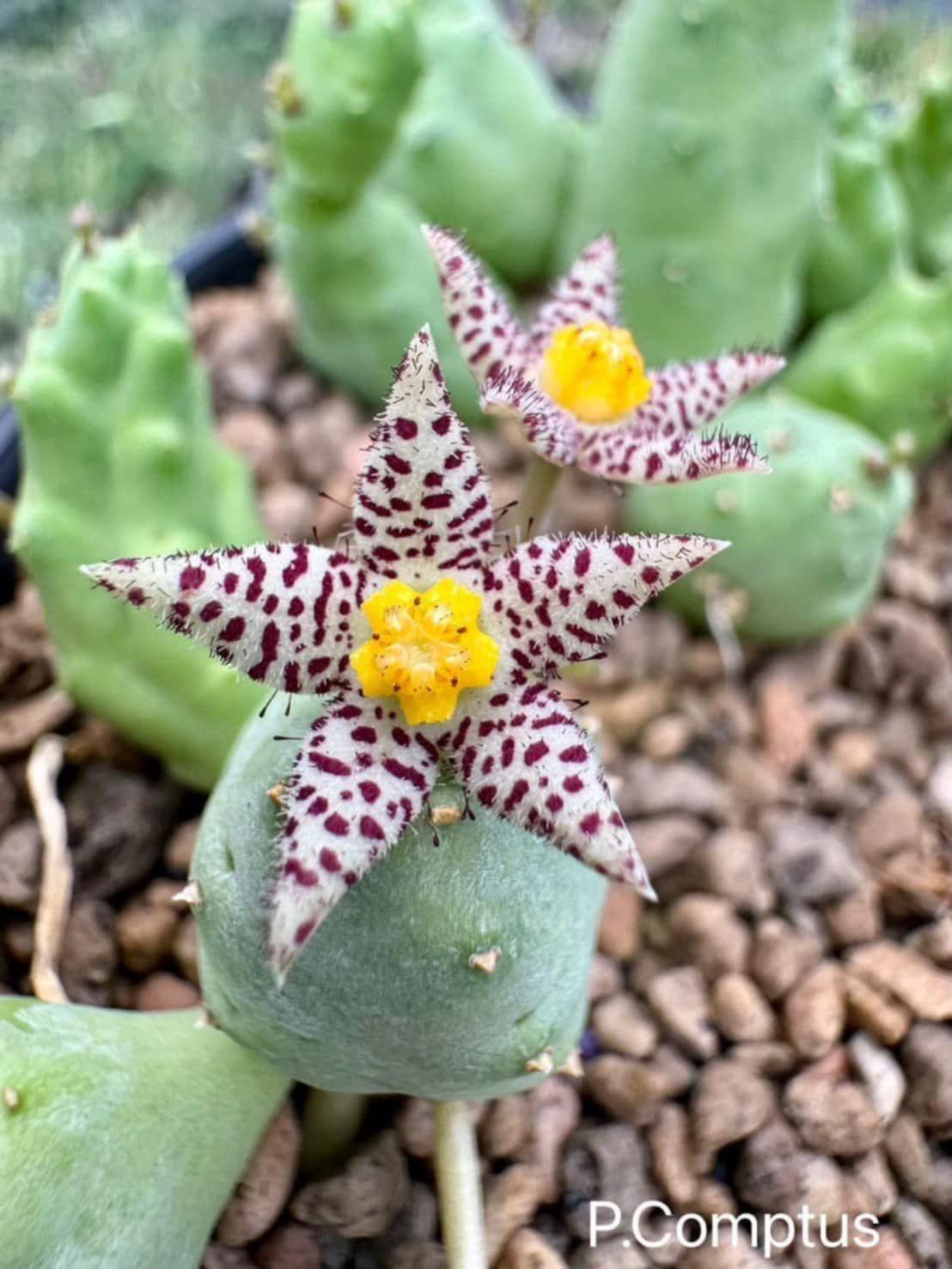 Piaranthus comptus