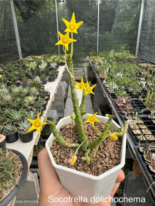 Socotrella dolichocnema