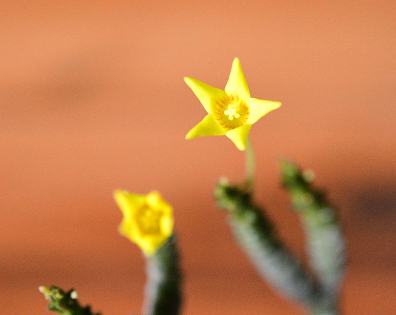 Socotrella dolichocnema