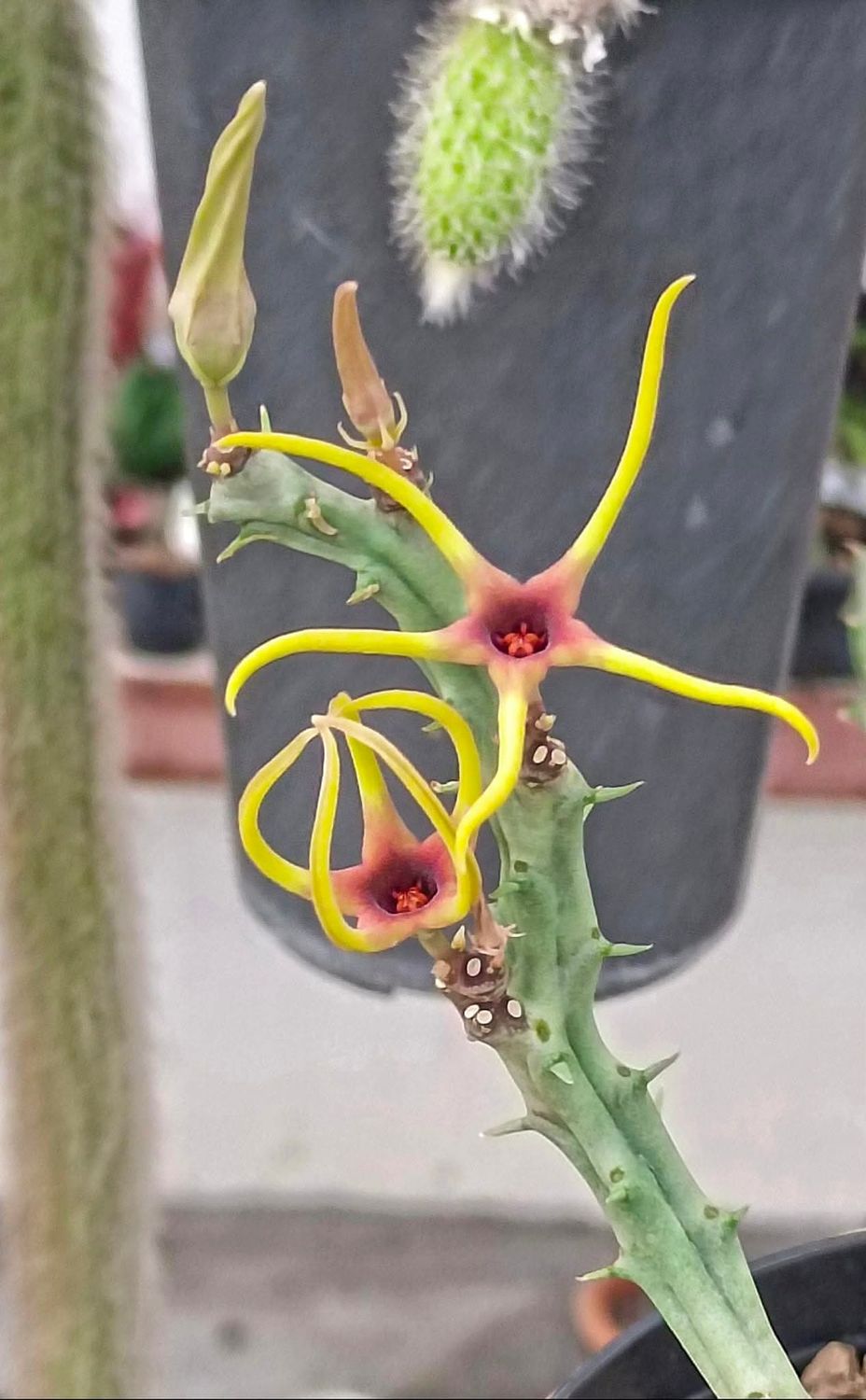 Orbea lugardii 'Botswana'