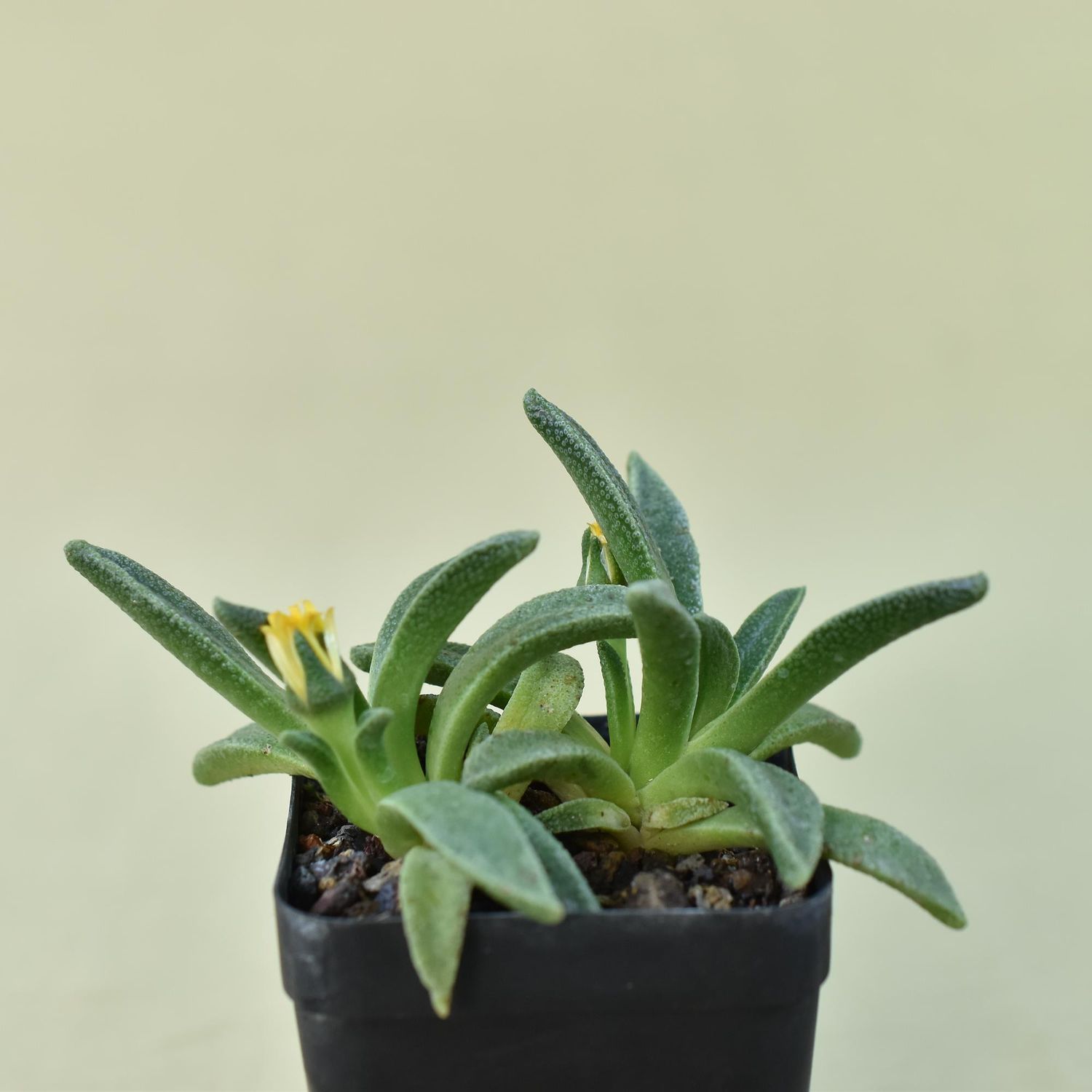 Aloinopsis rubrolineata