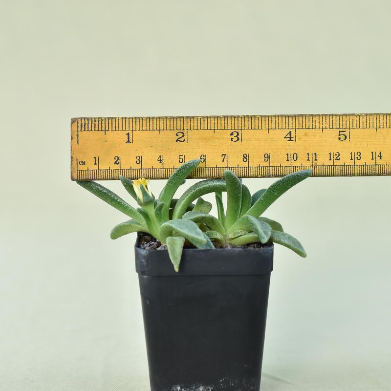 Aloinopsis rubrolineata