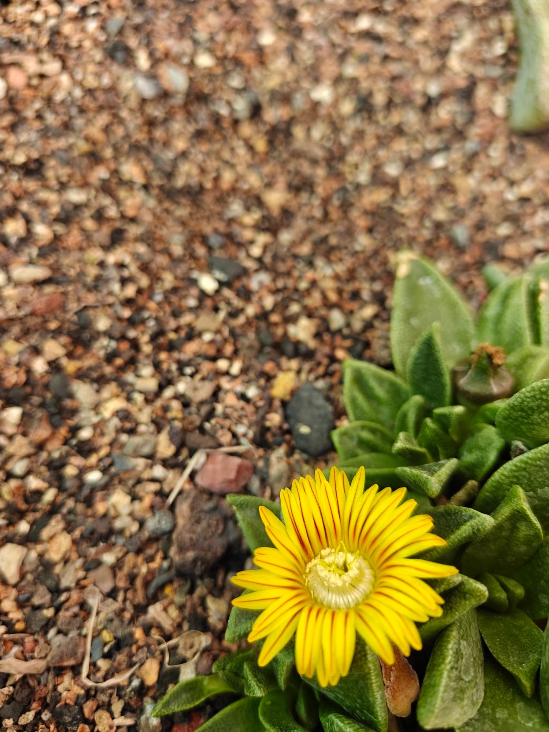 Aloinopsis rubrolineata