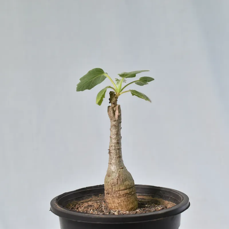 Uncarina hybrid