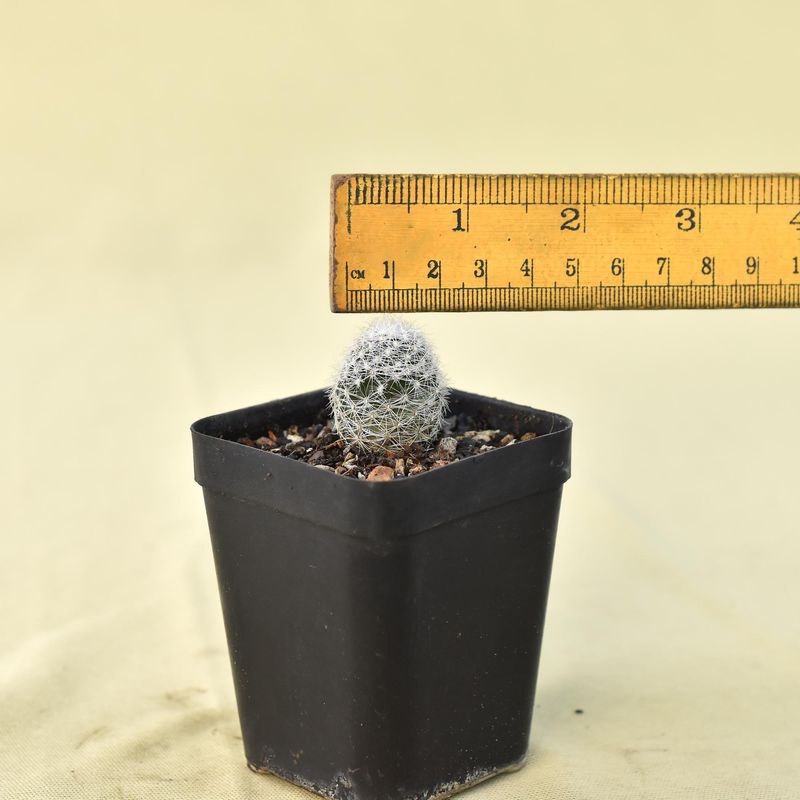 Thelocactus conothelos v. argenteus