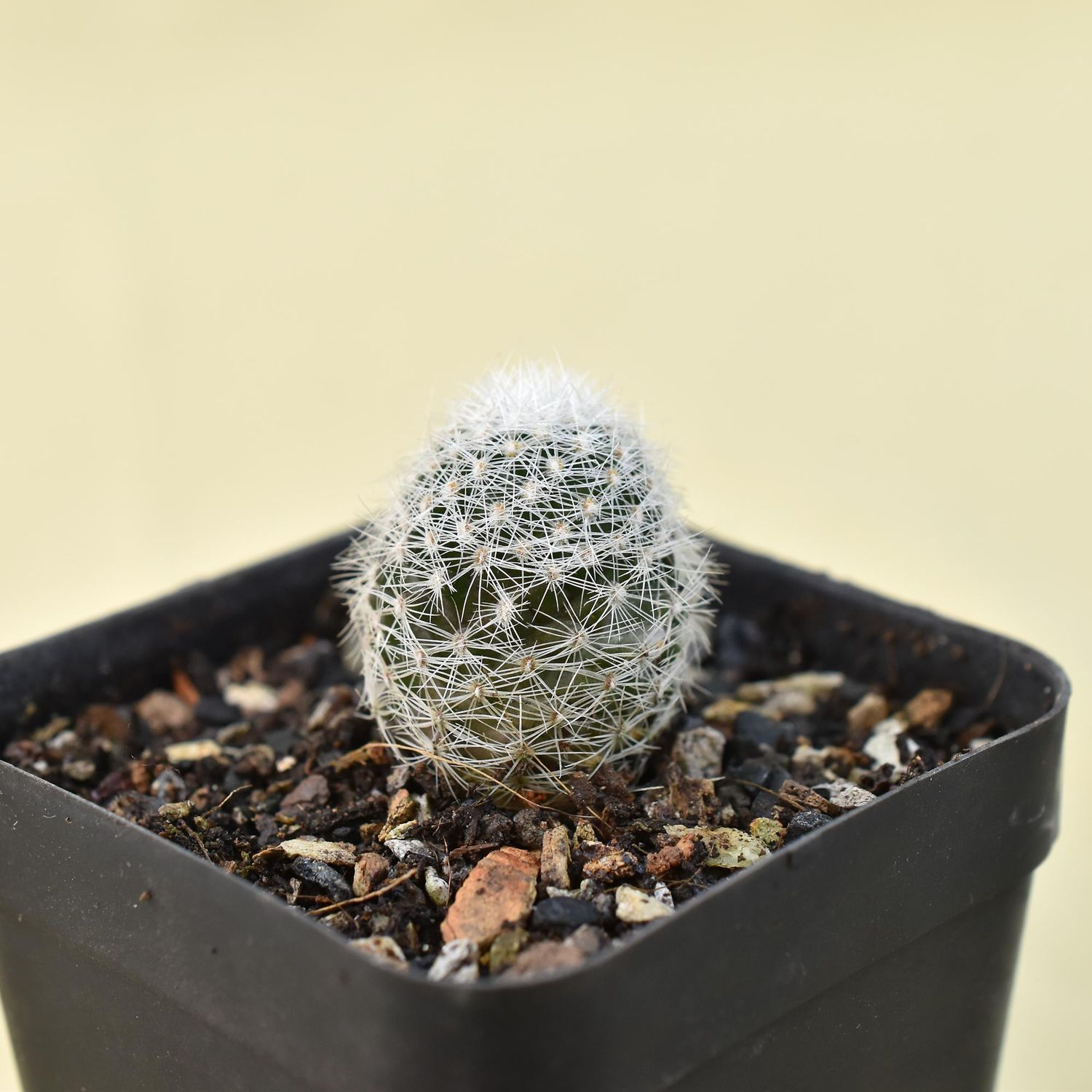Thelocactus conothelos v. argenteus