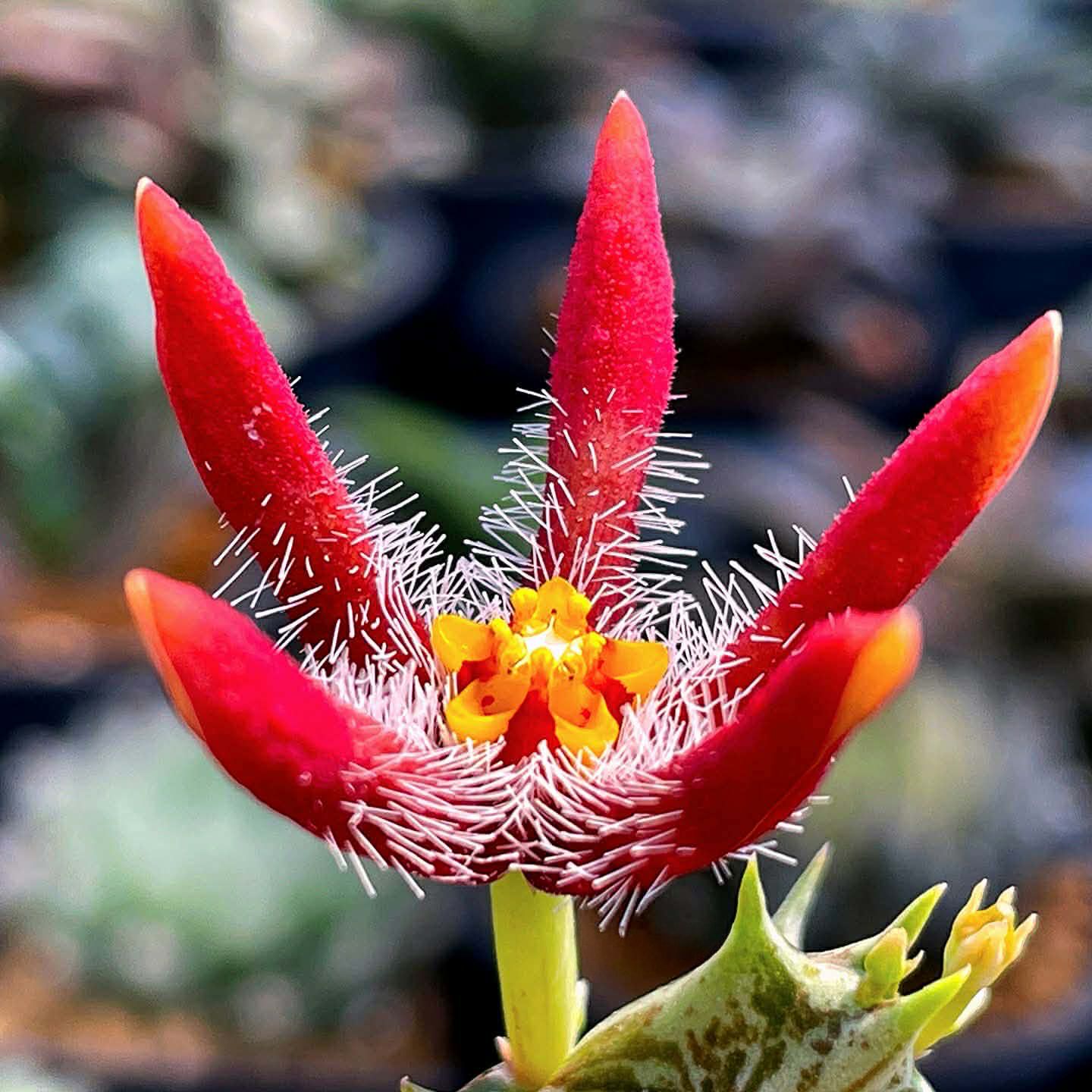 Angolluma chrysostephana, aka Orbea chrysostephana, Yemen