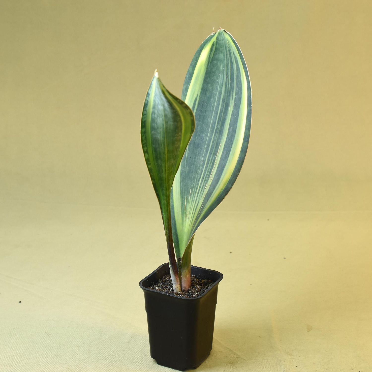 Sansevieria masoniana variegated  (Whale fin)
