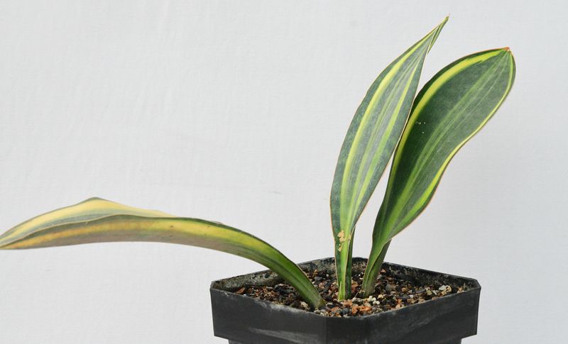 Sansevieria masoniana variegated  (Whale fin)