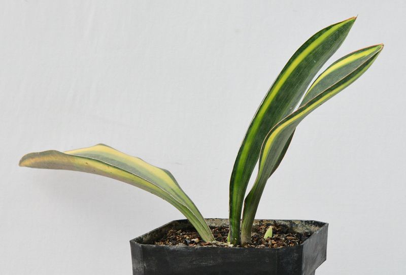 Sansevieria masoniana variegated (Whale fin)