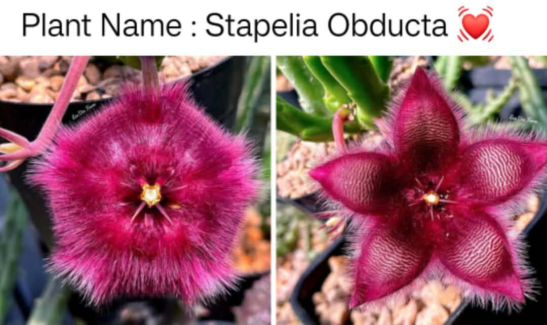 Stapelia obducta