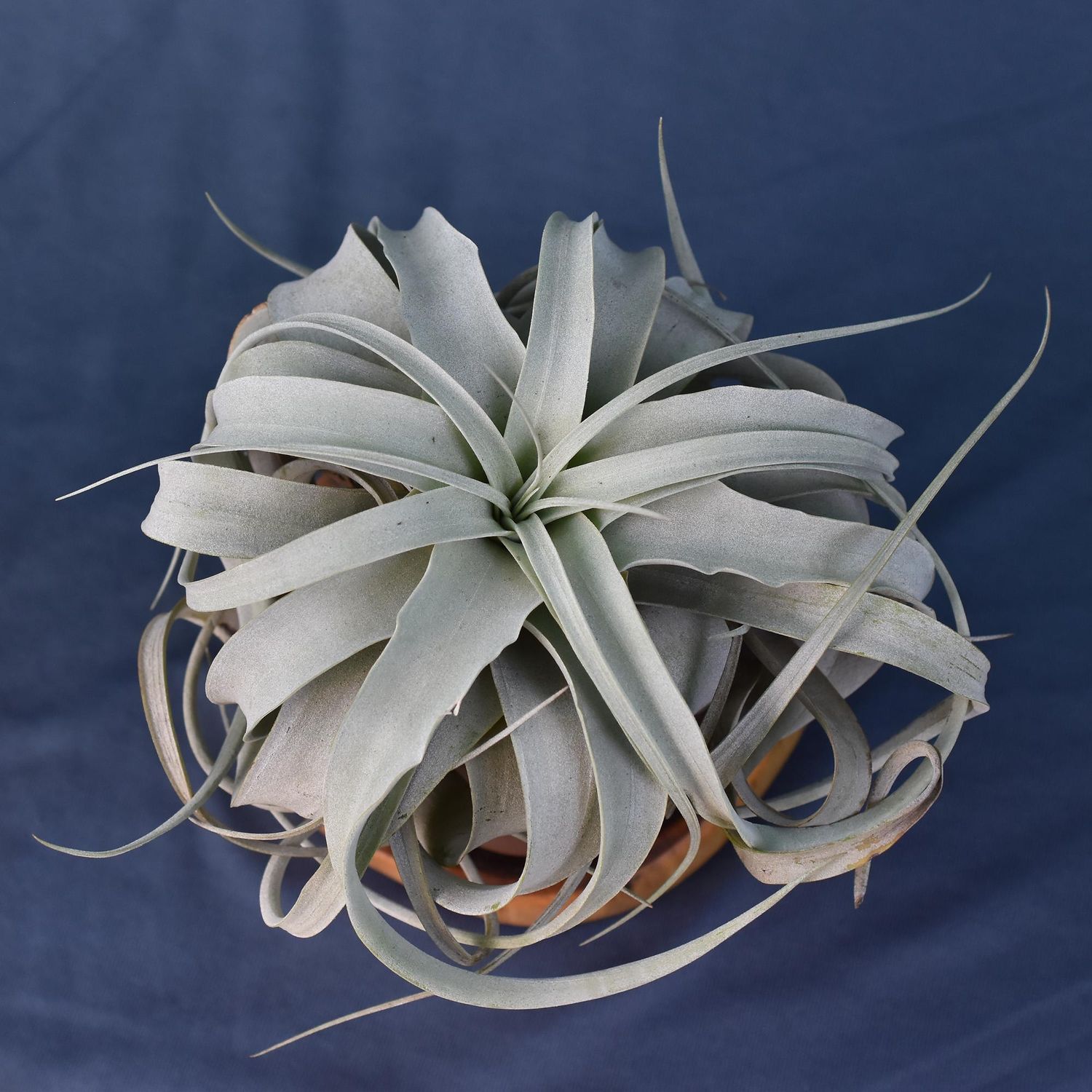 Air Plant Tillandsia  xerographica