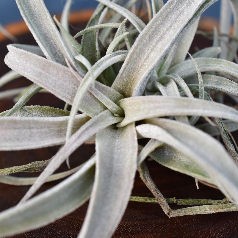 Tillandsia capitata Silver Rose close-up of leaf rosette