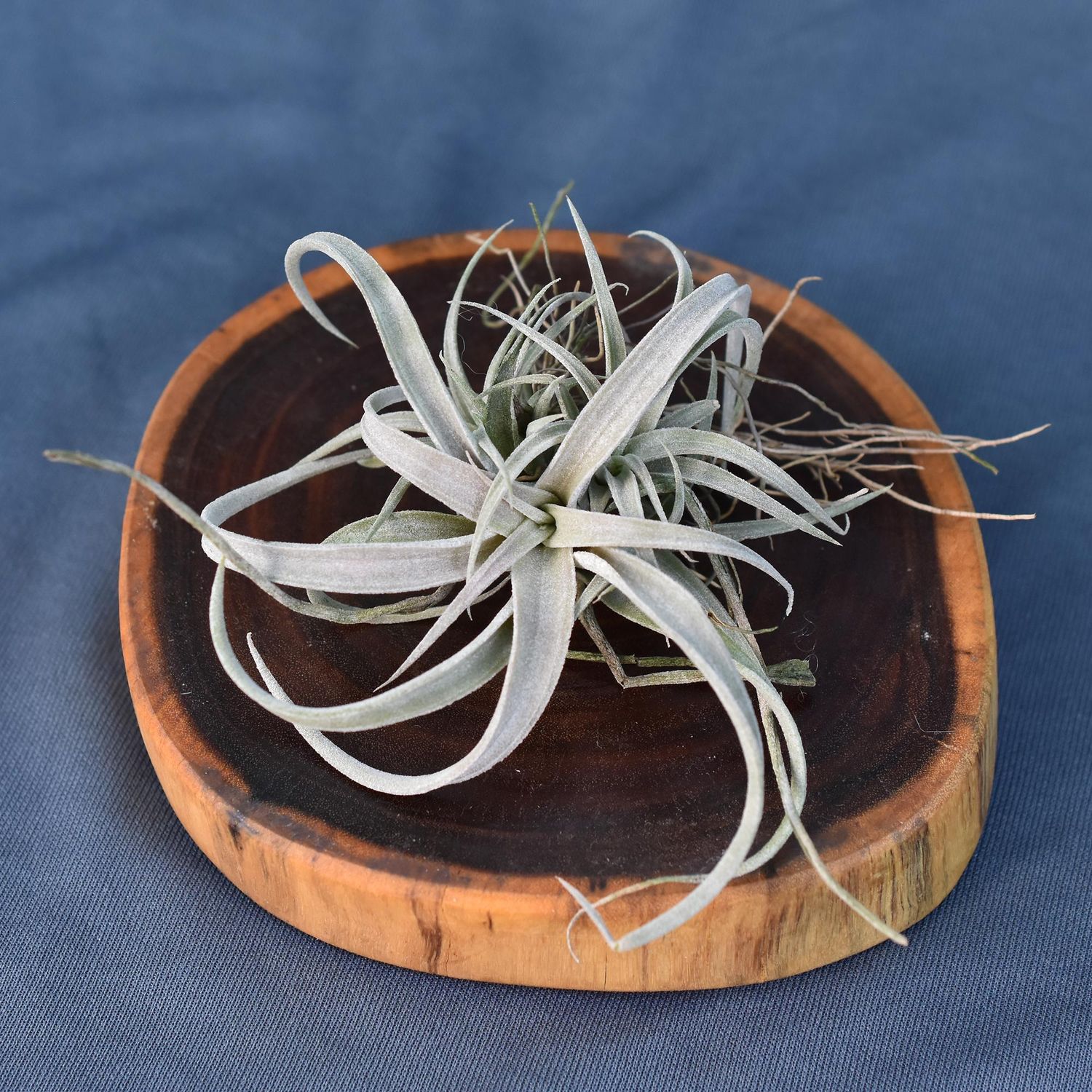 Tillandsia capitata Silver Rose