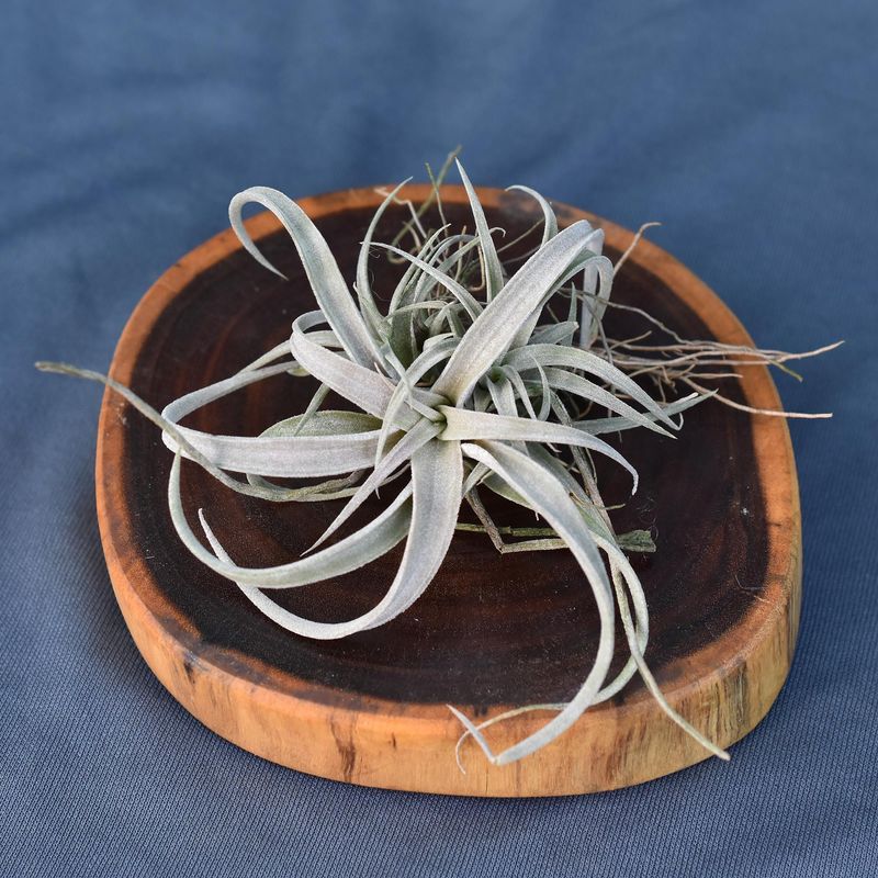 Tillandsia capitata Silver Rose