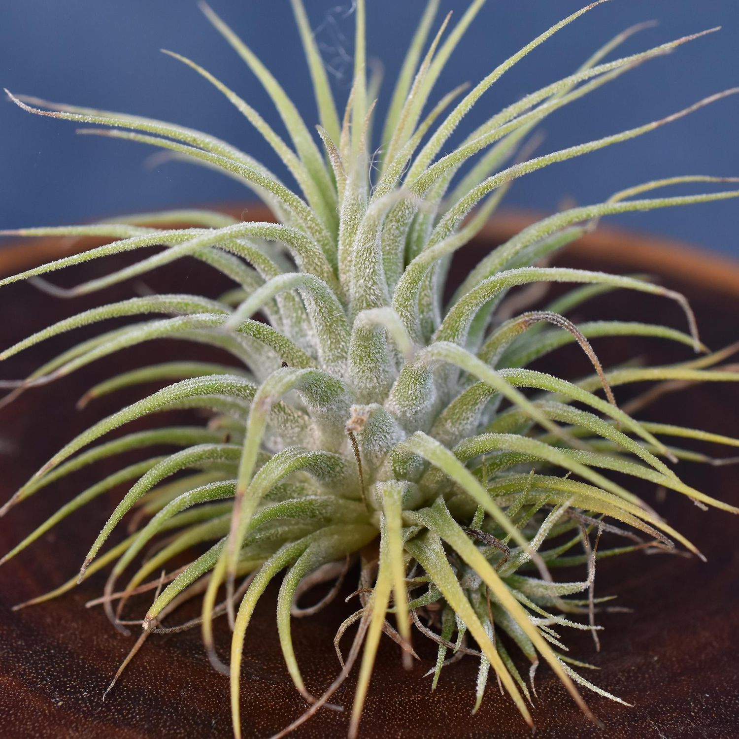 Tillandsia inonanatha stricta