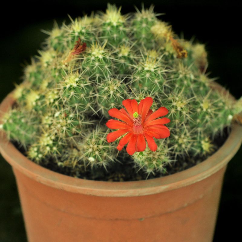 Echinocereus coccineus engelmann-with flower