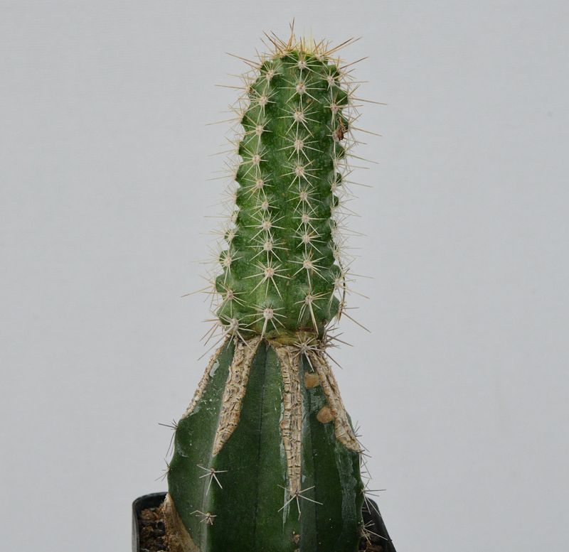Echinocereus coccineus engelmann