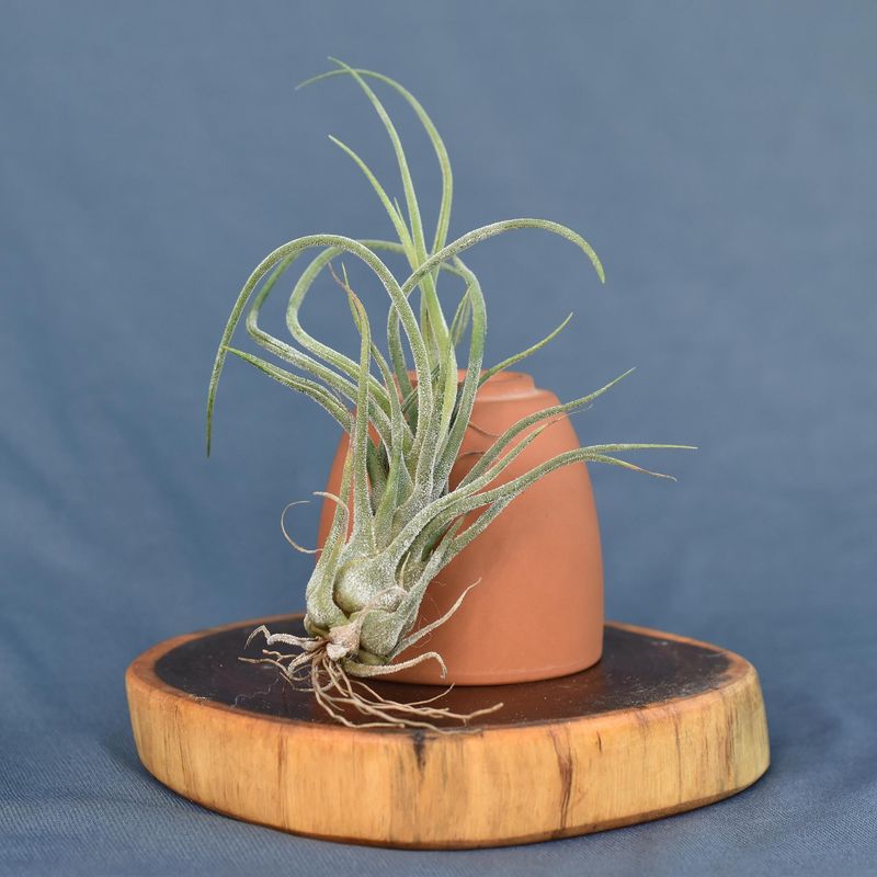Tillandsia pruinosa