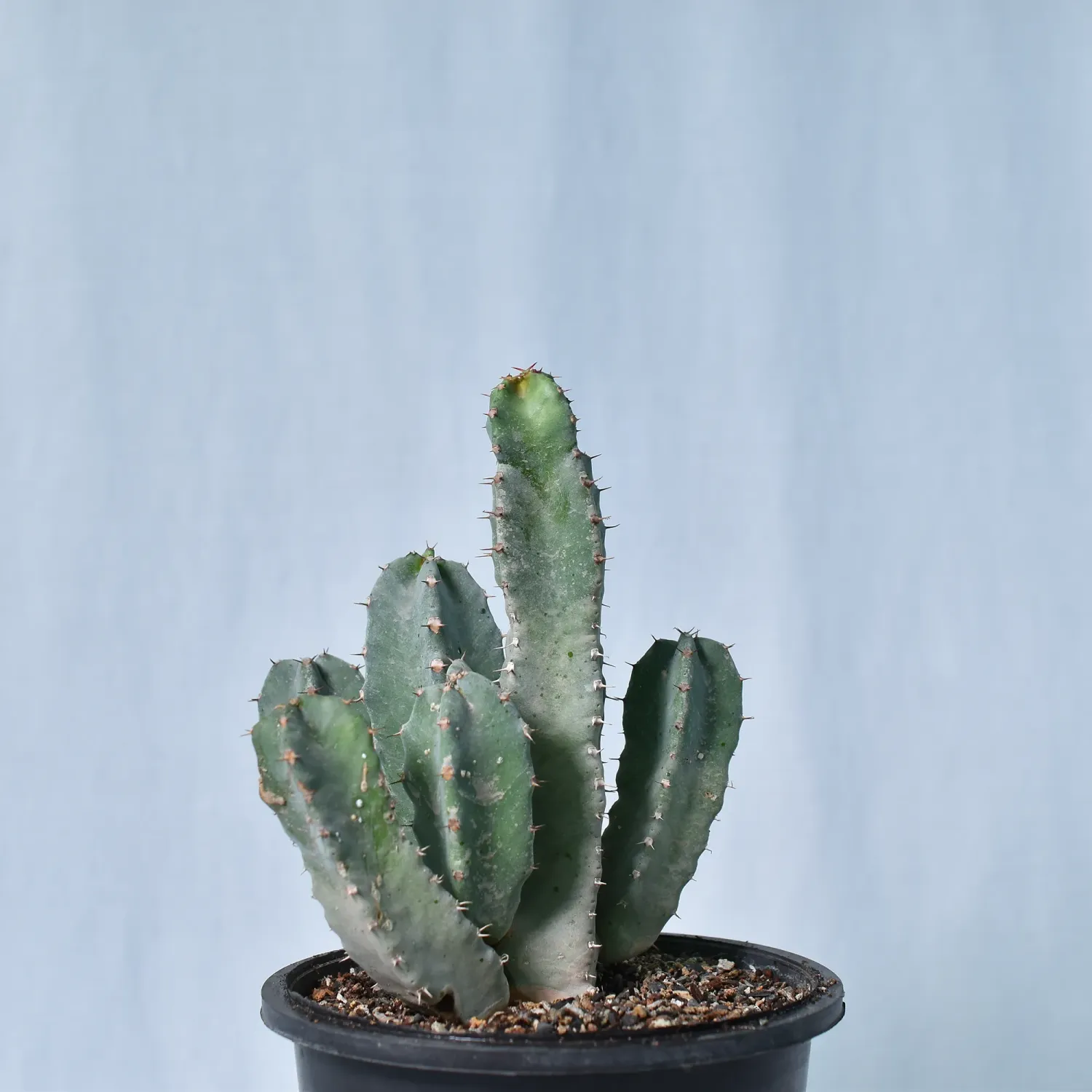 Euphorbia resinifera