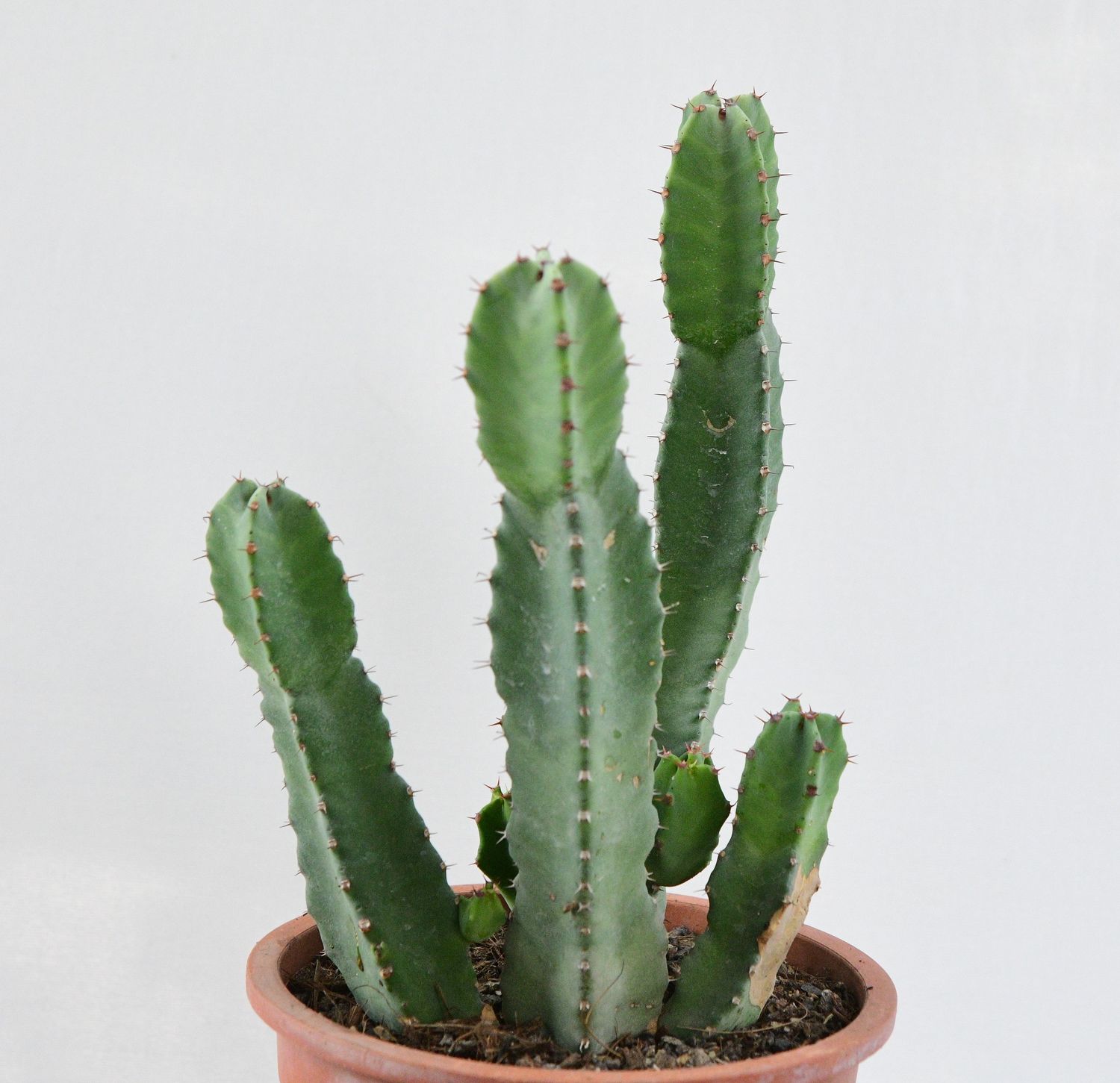 Euphorbia resinifera