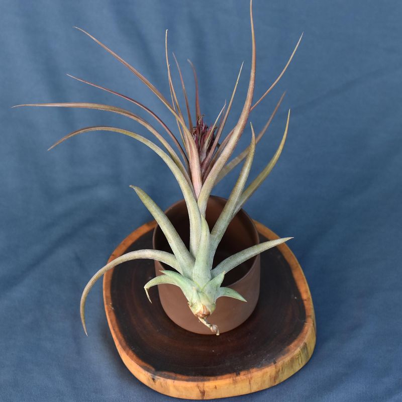 Tillandsia concolor x brachycaulos