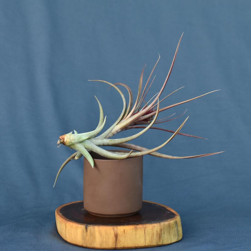Tillandsia concolor x brachycaulos side angle view