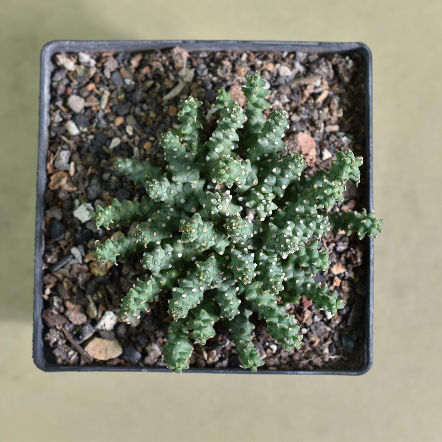 Euphorbia planiceps