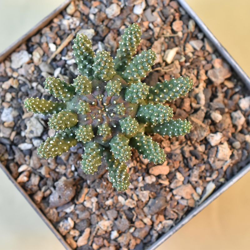 Euphorbia gamkensis