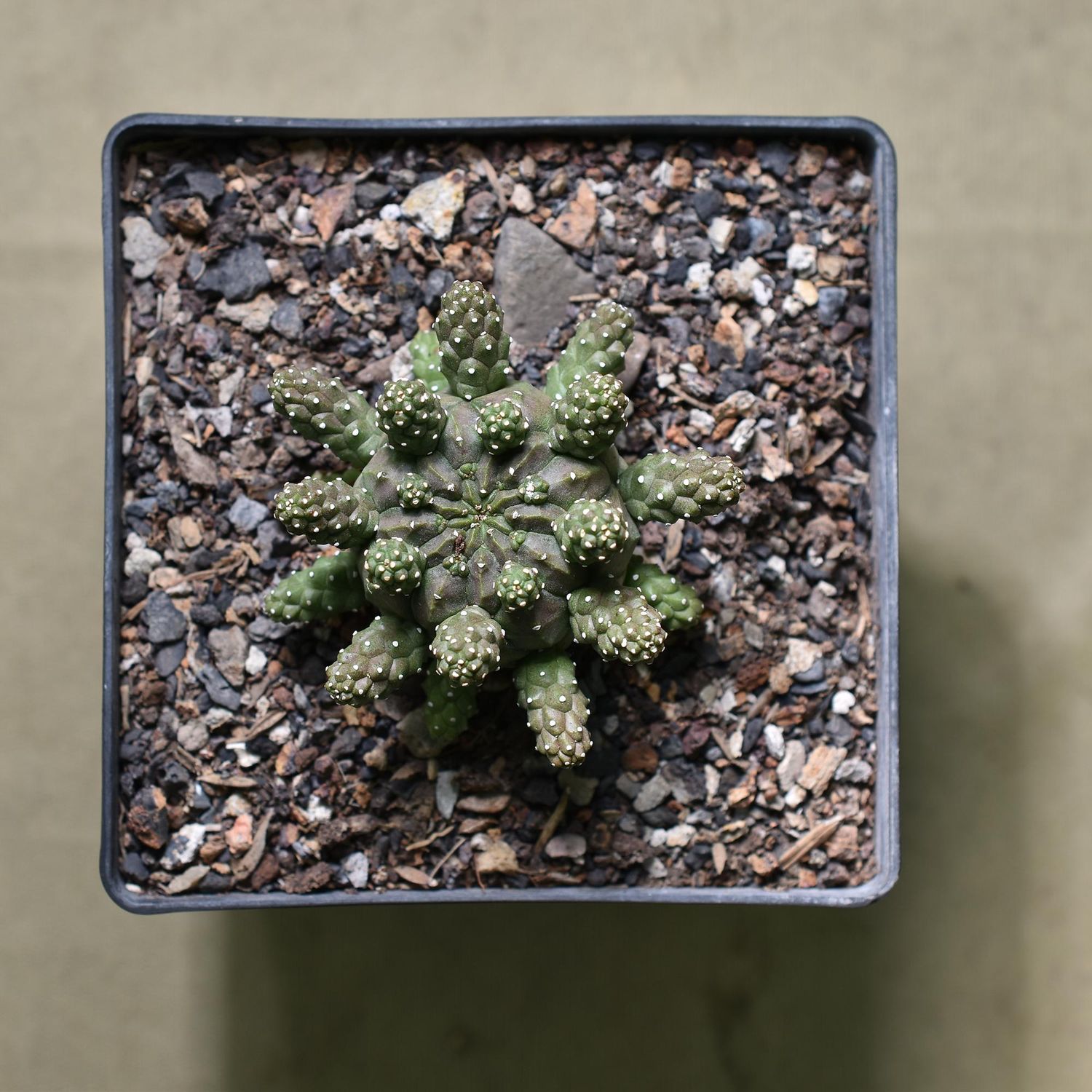 Euphorbia gamkensis