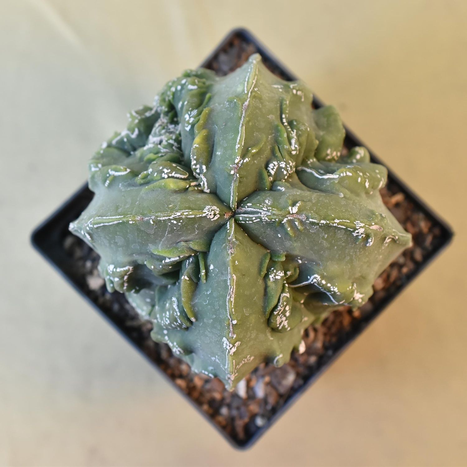 Astrophytum myriostigma Nudum Quadricostatum Fukuryu