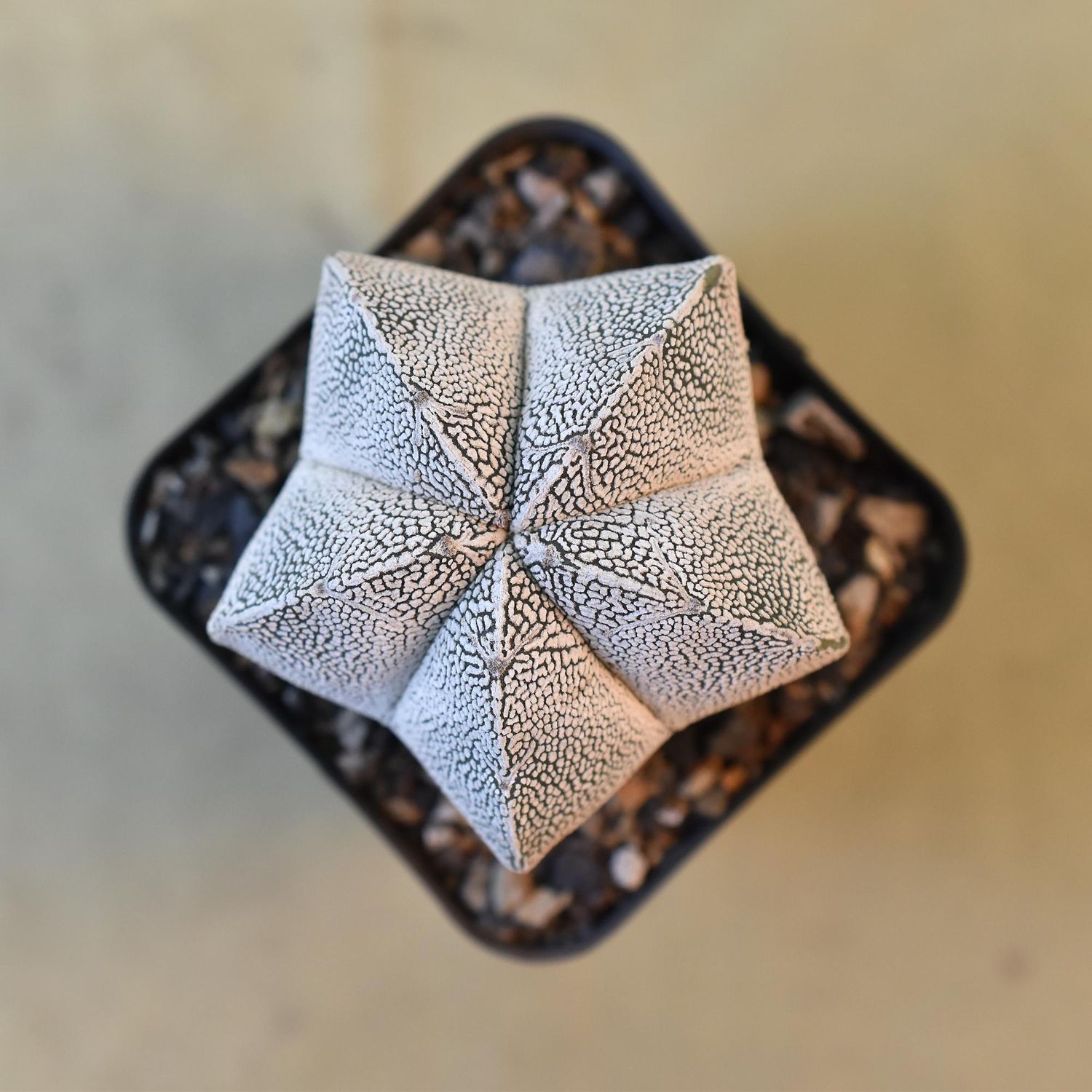 Astrophytum myriostigma cv Onzuka