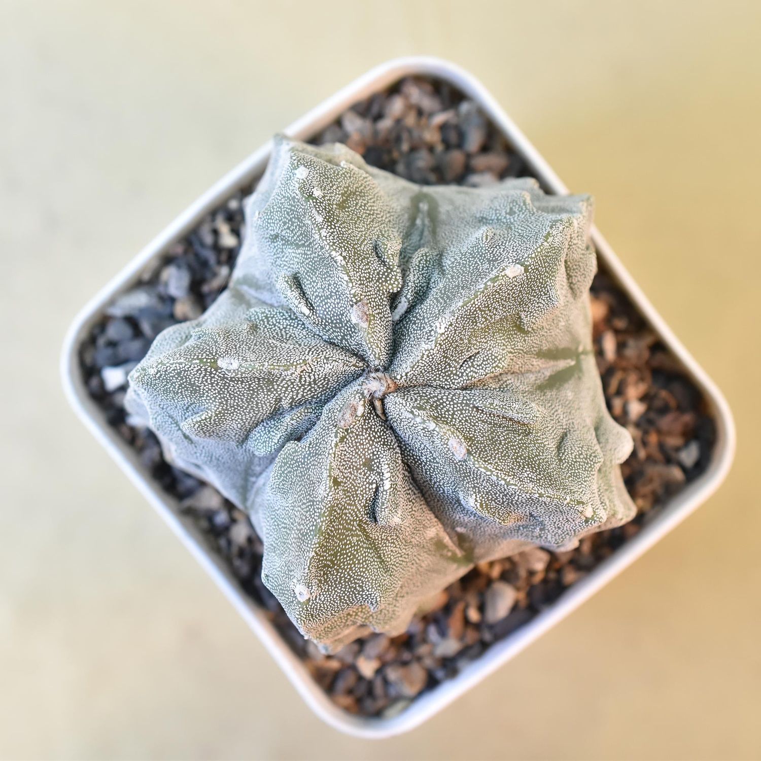 Astrophytum Myriostigma cv FUKURYU