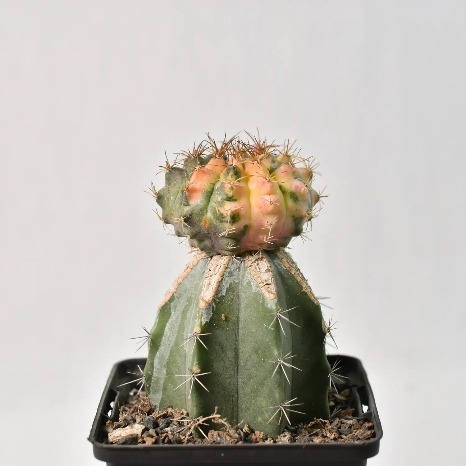 Gymnocalycium gibbosum Hybrid Variegated