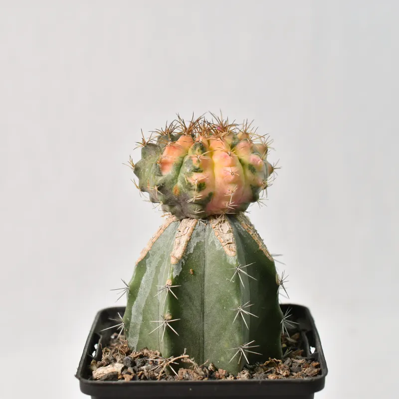 Gymnocalycium gibbosum Hybrid Variegated