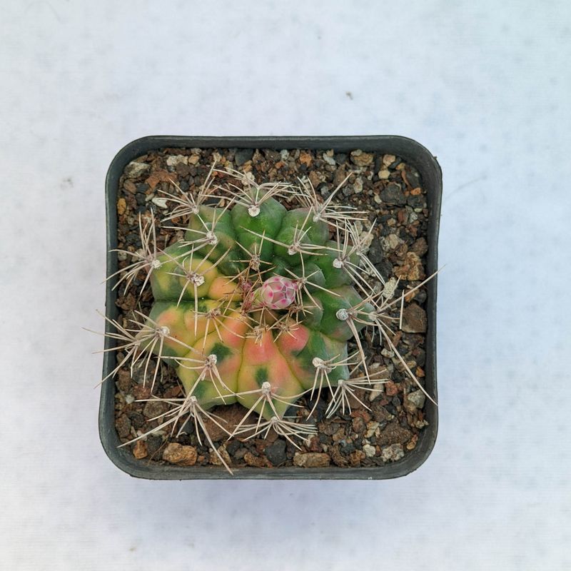 Gymnocalycium gibbosum Hybrid Variegated