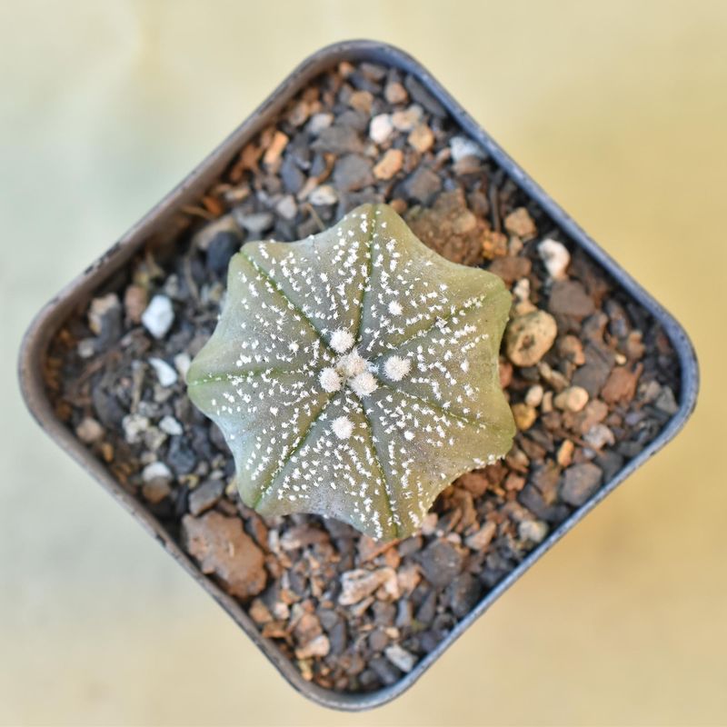 Astrophytum Asterias MIRACLE / STAR KABUTO
