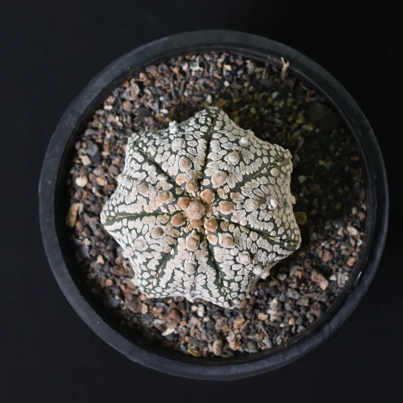 Astrophytum Asterias MIRACLE / STAR KABUTO
