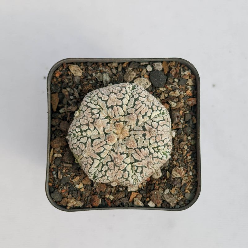 Astrophytum Asterias MIRACLE / STAR KABUTO